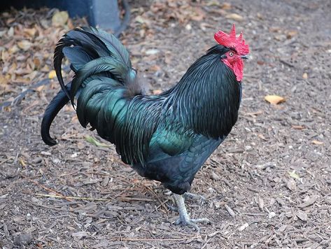 black austrolorp rooster. We have a few of these hens and roosters. Australorp Rooster, Australorp Chickens, Australorp Chicken, Black Australorp, Rooster Garden, Boneless Chicken Wings, Chicken Shed, Chicken Pictures, Urban Chickens