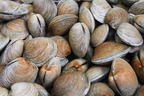 fresh clams Cleaning Clams, How To Cook Steamers Clams, How To Steam Clams On The Stove, Steamed Clams Recipe Garlic, Littleneck Clams, Seafood Shop, Seafood Market, Oyster Bar, Clam Chowder