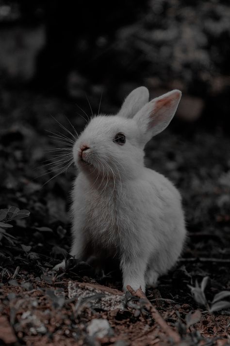 Creepy Bunny Aesthetic, Easter Dark Aesthetic, The White Rabbit Aesthetic, White Rabbit Aesthetic Dark, Dark Rabbit Aesthetic, Dark Bunny Aesthetic, Deer Aesthetic Dark, Rabbit Aesthetic Dark, White Bunny Aesthetic