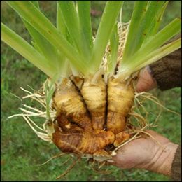 Orris root (Iris germanica) Orris Root, Clean Scalp, Skin Discoloration, Scented Oils, Iris Flowers, Smoother Skin, Planting Herbs, Medicinal Herbs, Lavender Flowers