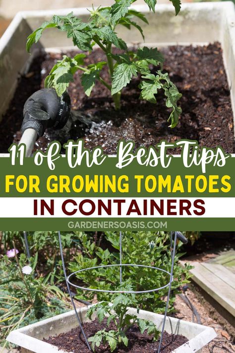 Growing Tomatoes In Containers: 11 of the Best Tips For Getting Lots Of Tomatoes How To Grow Tomatoes From Tomatoes, Best Way To Grow Tomatoes, Plants On Deck, Potted Tomato Plants, Lots Of Tomatoes, Tomato Container Gardening, Tomatoes In Pots, Tomatoes In Containers, How To Grow Tomatoes