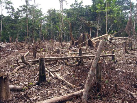 Amazon Deforestation, Cloud Forest, Natural Resource, Factory Farming, Wildlife Habitat, Resource Management, Amazon Rainforest, Forest Fire, Natural Environment