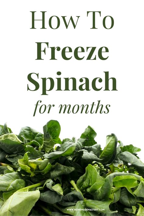 How To Freeze Fresh Spinach, Freeze Spinach, Store Vegetables, Malabar Spinach, Storing Vegetables, Freezer Storage, Salad Spinner, Spinach Smoothie, Fruit Storage