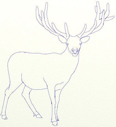 Rentier zeichnen lernen-dekoking-com-2 Draw A Deer, Draw Step By Step, Bday Cards, A Deer, Web Hosting Services, Christmas Watercolor, Step By Step Drawing, Face Drawing, Animal Drawings