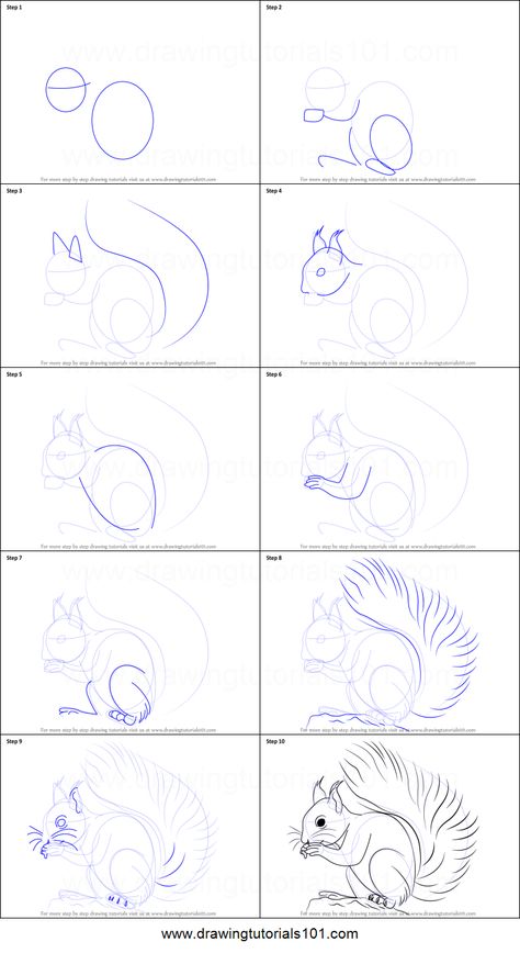 Step By Step Squirrel Drawing, Flying Squirrel Drawing, Walrus Drawing, Easy Pokemon Drawings, Mushroom Drawings, Pokemon Step By Step, Squirrel Tattoo, Pokemon Painting, Cartoon Art Drawing