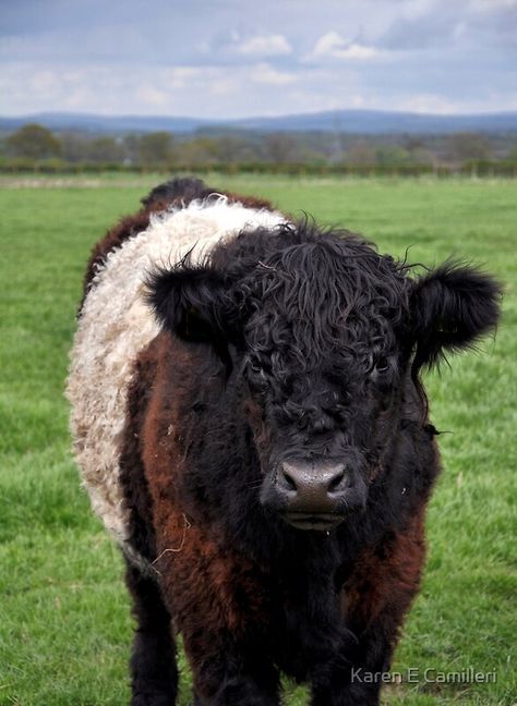 Cute Cowa, Belted Galloway Cows, Galloway Cattle, Belted Galloway, Mum Tattoo, Cow Art Print, Future Farms, Cattle Breeds, Fluffy Cows