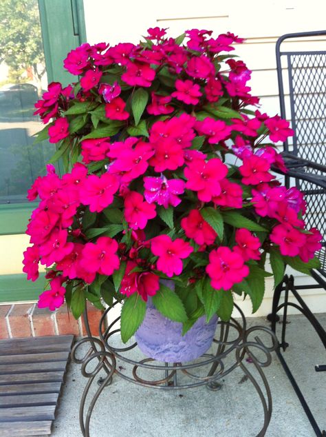 These are called "Sunpatiens" - I have posted these in previous years. They are purchased from Cottage Farms Direct in Irvington, AL and are "impatiens" that are extremely tolerate to sun.  These are only 2 pots, with 3 sunpatiens planted in each pot.  After 1.5 months, this is how big they've grown. All they want is water every other day...and lots of sun...which I get all day long.  By the end of the summer, they are HUGE.  I buy magenta for pots and lilac to plant in the ground.  OUTSTANDING! Pots For Sunny Locations, Potted Impatiens, Impatiens Flowers Colors, Sun Impatiens Flowers, Impatiens Hanging Basket, Summer Planter, Small Patio Garden, Porch Flowers, Flower Pot Garden