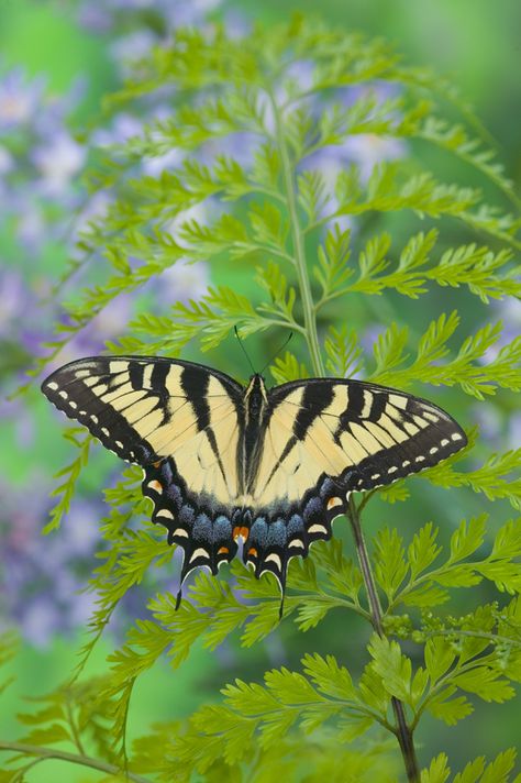 Female Eastern Tiger Swallowtail Butterfly, photograph by Darrell Gulin Eastern Swallowtail Butterfly, Western Tiger Swallowtail Butterfly, Eastern Tiger Swallowtail Butterfly Tattoo, Eastern Tiger Swallowtail Tattoo, Butterfly Widget, Giant Swallowtail Butterfly, Eastern Tiger Swallowtail Butterfly, Butterfly Magnets, Eastern Tiger Swallowtail