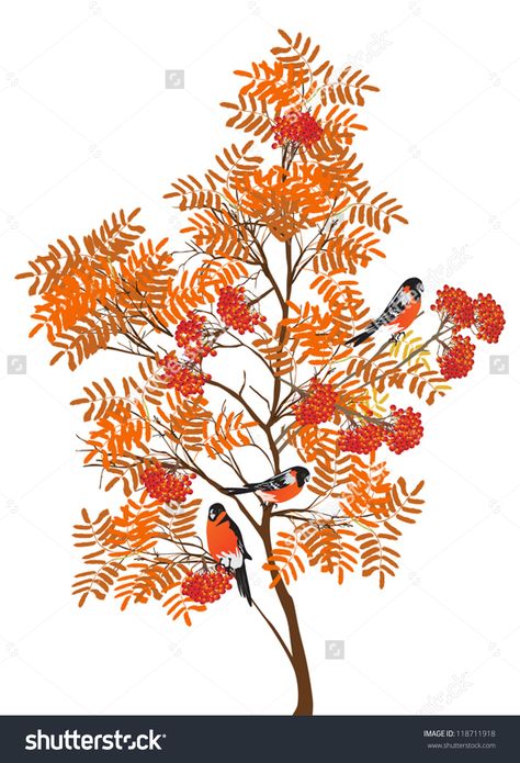 Rowan Tattoo, Rowan Tree, Tree Tattoo Designs, Mountain Ash, Bullfinch, Tree Illustration, Tat Ideas, Tree Tattoo, Tatting