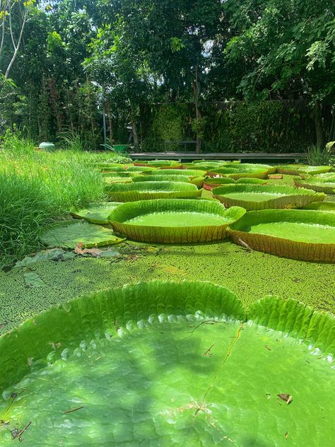 Victoria Amazonica, Giant Water Lily, Pond Decorations, Lotus Pond, Green House, Water Lily, Garden Design, Lily, Water