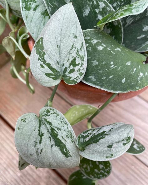 Silvery Ann Pothos, Silver Pothos, Pothos Varieties, Scindapsus Pictus, Plant Friends, Silver Plant, Pinterest Garden, Plant Fungus, Pothos Plant