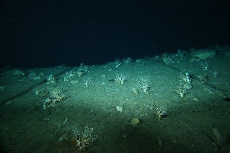 Mariana Trench Aesthetic, Deep Sea Trench, Deep Sea Scary, Deep Sea Landscape, Deep Sea Horror Aesthetic, Deep Sea Gigantism, Deep Sea Photography, Deep Sea Moodboard, Limal Spaces