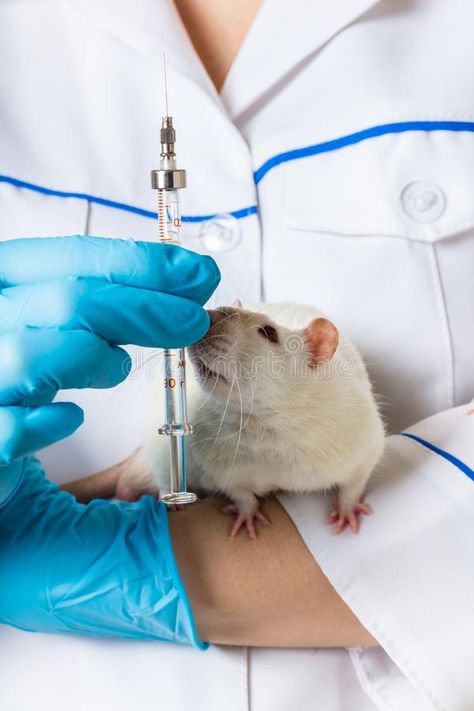 Vet with rat and syringe. Vet with white rat and syringe in hands , #sponsored, #rat, #Vet, #syringe, #hands, #white #ad Worker Aesthetic, White Rat, Lab Rats, Care Worker, Vivarium, Animal Care, Communication Design, Free Products, Graphic Design Projects