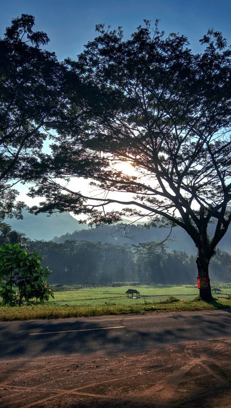 Kembali pada suasana pagi hari di kampung halaman. Sekarang hari sudah mulai terang. Hujan semalam rupanya menggumpalkan berbagai aroma alam. Mereka bergulung-gulung masuk rumah saat pintu terbuka. Background Text, Morning View, Alam Yang Indah, Quick Saves, Nature