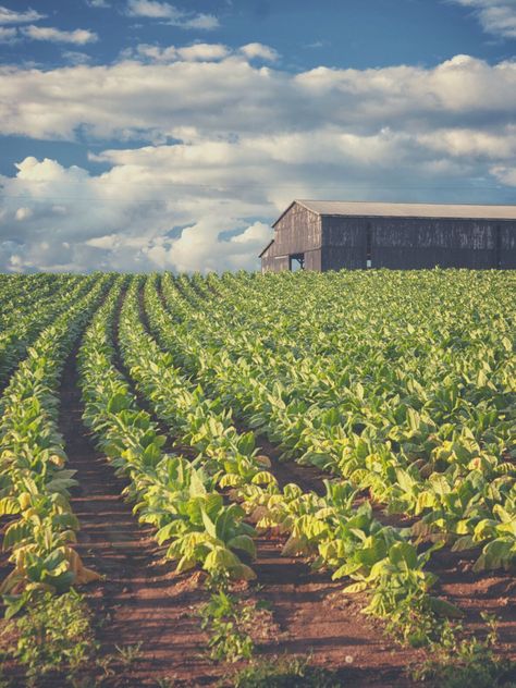 Crops Aesthetic Farm, Farm Crops, Aesthetic Farm, Crop Field, Porch Life, Big Farm, Farm Business, Tomato Garden, Landscape Pictures