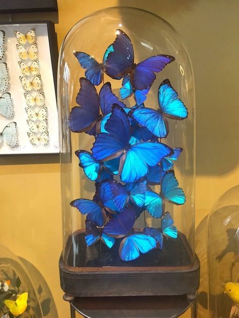 Morpho Menelaus, Morpho Didius, Butterfly Cottage, Butterfly Room Decor, Framed Butterflies, Butterfly Room, Morpho Butterfly, Flowers In Jars, Butterfly Wallpaper Iphone