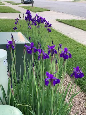 Backyard Neophyte Landscaping Blog: Great Utility Box Plant Combination Utility Box Landscaping Front Yards, Landscaping Around Power Boxes, Electric Box Landscaping, Landscape Around Utility Boxes, Disguising Utility Boxes, Electrical Box Landscaping, Utility Box Landscaping, Landscaping Around Utility Boxes, Landscaping Around Electrical Boxes