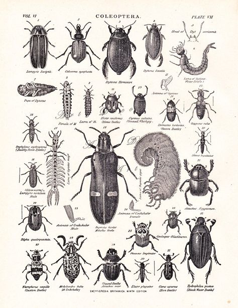 Beetle Drawings, Biology Illustration, Vintage Insect Prints, Beetle Print, Vintage Beetle, Black Beetle, Nature Drawings, Insect Illustration, Book Drawings