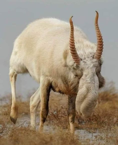 Saiga antelope very unique. Saiga Antelope, Mammals, Goats, Animals, Art