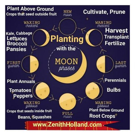 September Magick, Harvesting Kale, Moon Plant, Witch Tips, Perennial Bulbs, Garden Remedies, Farmers Almanac, Corn Plant, Moon Calendar