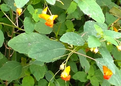 Making Jewelweed Salve to Help with Poison Ivy and other Skin Problems. Jewelweed Salve, Essential Oil Remedy, Oil Remedies, Herbal Recipes, Bug Bites, Edible Plants, Diy Health, Poison Ivy, Natural Herbs