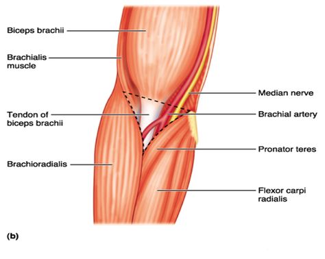 contents of cubital fossa Cubital Fossa Anatomy, Cubital Fossa, Axillary Artery, Forearm Muscle Anatomy, Axillary Nerve, Nursing Knowledge, Subclavian Artery, Anatomy Medical, Median Nerve