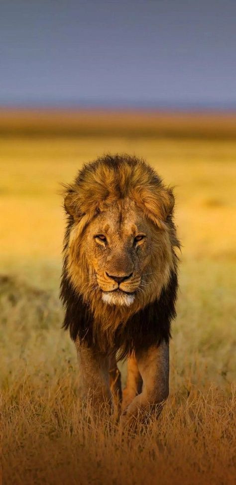 Wallpapers Lion, Lion Wallpapers, Lion Kings, Animal Wallpapers, Animal Tumblr, Lion Photography, Lions Photos, Lion Love, Lion Wallpaper