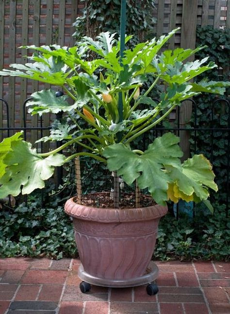 Zucchini Vertical Growing, Growing Courgettes Vertically, Zucchini Plants Vertical, How To Grow Zucchini Vertically, Harvesting Zucchini, Grow Squash Vertically, Growing Zucchini Vertically, Zucchini Garden, How To Grow Zucchini