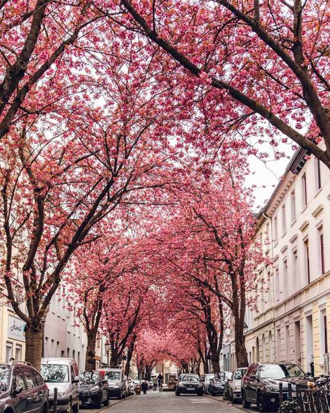 Bonn Germany Cherry Blossoms, Germany In Spring, Spring Motivation, Spring Moodboard, Europe Trip Planning, Trip To Germany, Spring Scenery, Bonn Germany, Germany Vacation