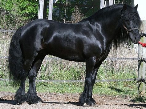 Dales pony Dales Pony, Elf Dresses, Fell Pony, Highland Pony, Gorgeous Horses, Pony Breeds, Miniature Horses, Icelandic Horse, Black Horses