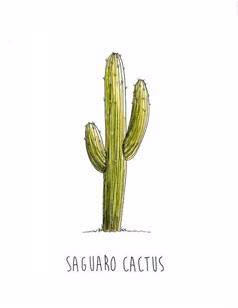 Saguaro Drawing, Sketch Cactus, Cactus Drawings, Cactus Cooler, Arizona Tattoo, Plant Drawings, Wall Grid, Cactus Art Print, Cactus Tattoo