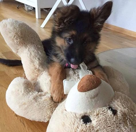 Frim i love german shepard Cute German Shepherd Puppies, German Shepherd Puppy, Gsd Puppies, Shepherd Puppy, Sleeping Dogs, Cute Dogs And Puppies, Shepherd Puppies, German Shepherd Puppies