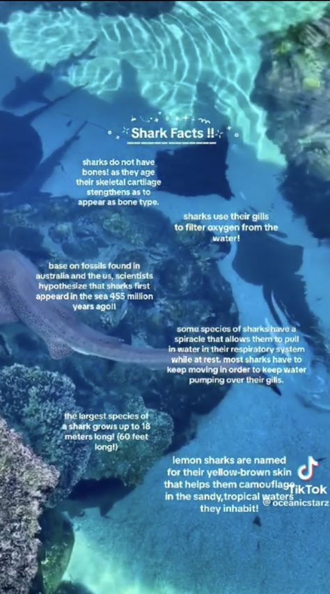 Fun Facts About Sea Animals, Shark Special Interest, Shark Hyperfixation, Shark Names Ideas, Different Sharks, Shark Birds Eye View, Shark Computer Wallpaper, Shark Therian, Shark Fun Facts