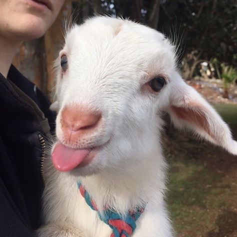 @goatkanoat’s Instagram profile post: “From 🎥 :goats_hub What a beautiful photo💖💖💖💖💖 👉 Follow @goatkanoat 👫 Tag a friend⠀ �⁠. 📷: Please DM No copyright infringement intended. All…” Sleeping Animals, Cute Lamb, Cute Goats, Goat Lover, Cute Cats Photos, Baby Goats, Cat Names, Copyright Infringement, Tag A Friend