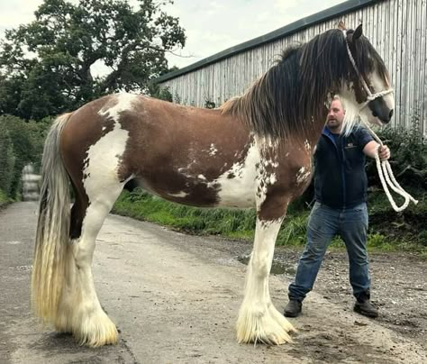 Paint Draft Horse, Tacked Up Horse, Huge Horse, Brown And White Horse, Christmas Horse, Horse Coats, Shire Horse, Big Animals, Chestnut Horse