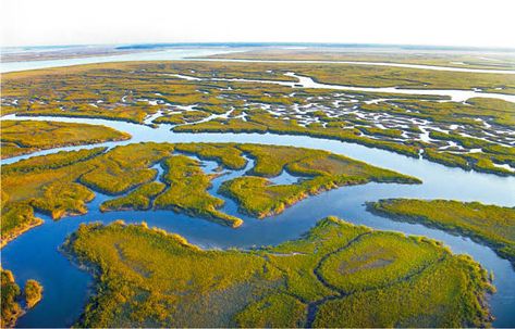 Salt Marsh, Storm Surge, Water Quality, Natural Resources, The Coast, Marine Life, Natural Wonders, Beautiful Creatures, Outdoors Adventure