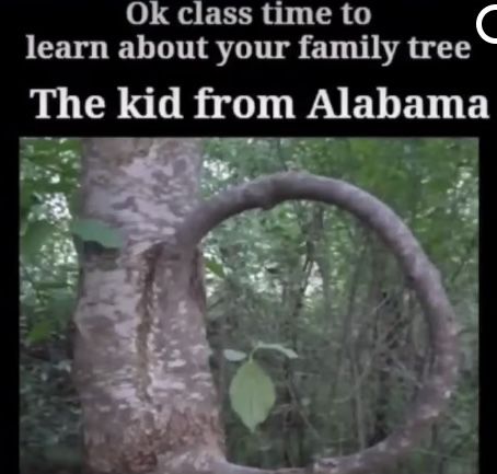 Tree Jokes, Dark Jokes, Funny Meems, Funny Reaction Pictures, Some Funny Jokes, Funny Text Messages, Really Funny Memes, Super Funny, Funny Laugh