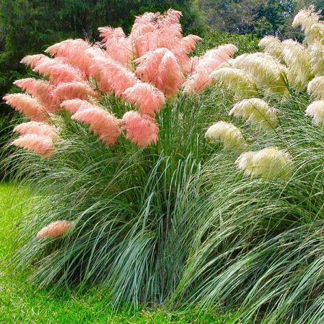 Cottage Farms Direct - Perennials - Pink Pampas Grass - 3pc Pink Pampas Grass Landscaping, Pampas Grass Garden, Pink Pampas Grass Decor, Backyard Goals, Pink Pampas, Bamboo Seeds, Pink Pampas Grass, Privacy Plants, Perennial Grasses