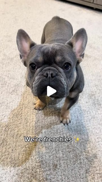 Kash | We’re Frenchies ✨ #dog #frenchie #frenchies #frenchbulldog #dogsofinsta #dogstagram #dogslife #dogsofig #frenchiesofinstagram #frenchiegram... | Instagram Frenchie Bulldog Puppy, Frenchie Pug, Merle French Bulldog, French Bulldog Pictures, French Bulldog Breed, French Dogs, French Bulldog Funny, Bulldog Funny, Frenchie Bulldog