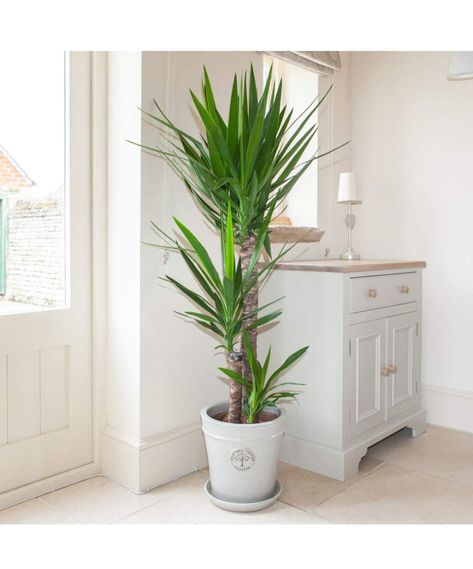 INDOOR PLANT - Instant and dramatic impact for your home. This large yuka plant creates a striking look for your home or office. Like all plants they also help purify the air around us giving us a healther environment to live in. Best Indoor Trees, Tall Indoor Plants, Dracaena Marginata, Large Indoor Plants, Umbrella Tree, Indoor Tree, Yucca Plant, Dragon Tree, Living Room Plants