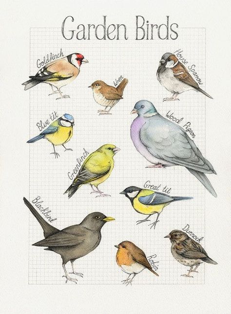 Watercolour Anime, Tiny Sketches, Danielle Donaldson, Birds Drawing, Birds Illustration, Bird Watercolor Paintings, Nature Sketch, Garden Birds, Watercolor Paintings Easy