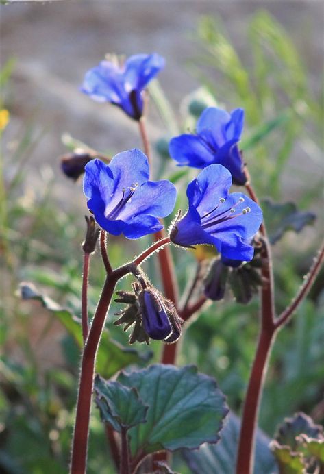 Desert Bluebells, Bluebell Tattoo, Garden Tattoos, Blue Bell Flowers, Morning Rain, Blue Garden, Tattoos And Piercings, Blue Flowers, Flower Painting