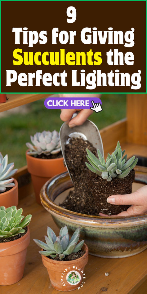 "Discover the ultimate guide to caring for your indoor houseplant collection 
with these 9 tips for giving succulents the perfect lighting! Learn how to 
maximize sunlight exposure, choose the right window placement, and 
understand the lighting needs of various succulent species. Transform your 
indoor houseplant space into a thriving oasis with these expert lighting 
strategies!" Succulent Care Indoor, Low Light Succulents, Succulents Care, Window Placement, Houseplant Collection, Grow Succulents, Indoor Succulents, Succulent Species, How To Water Succulents