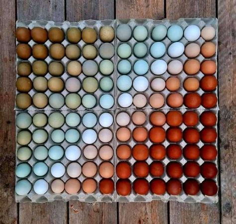 Chicken egg color spectrum | FlowingData Different Breeds Of Chickens, Chicken Egg Colors, Chicken Breeds, Coloring Eggs, Chicken Farm, Chicken Eggs, Chickens Backyard, Egg Shells, Chicken Coop