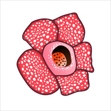 flower,plant,garden,flowers,nature,rafflesia,red,indonesia,forest,beautiful,big,arnoldii,beautiful plant,rafflesia arnoldii,floral,corpse flower,flora,bloom,biggest,huge,tropical,beautiful flowers,biggest flower,the biggest flower,unique flower,fresh flowers,rafflesia arnoldi,rare flower Raflesia Arnoldi Art, Bunga Rafflesia, Rafflesia Flower, Rafflesia Arnoldii, Pokemon Fashion, Corpse Flower, Flower Vector, Plant Garden, Black And White Tree