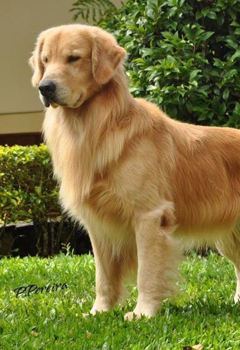 Lord Of The Rings Characters, Gold Retriever, Golden Retriever Training, Dog Rescue Stories, Golden Retriever Owner, Chien Golden Retriever, Golden Puppies, Really Cute Puppies, A Golden Retriever