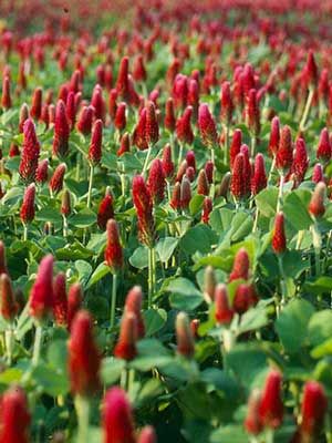 crimson clover cover crop is one of the main crops we use to cover fields in the winter---we are about to cut it in before it goes to seed Crimson Clover Uses, Wildflower Bed, Wildflower Identification, Crimson Clover, Clover Seed, Cover Crops, Winter Vegetables Gardening, Winter Crops, Red Clover