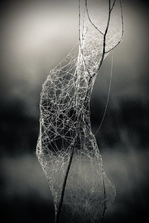 Could be cool to have webs on the trees Foto Macro, Spiders Web, Itsy Bitsy Spider, Spider Art, Spider Webs, Arachnids, The Spider, Land Art, Spider Web