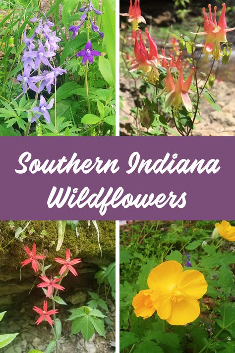 For a few months during spring, southern Indiana puts on quite the colorful show of wildflowers. Where is one of the best places to experience this display? Charlestown State Park in southern Indiana, about 30 minutes from Louisville. Here are some of the beauties you could see as you explore Charlestown State Park. Indiana Wildflowers, Indiana Flowers, Common Wildflowers, Evansville Indiana, Flower Garden Plans, Native Plant Gardening, Spring Wildflowers, Cottage Garden Plants, Fallout New Vegas