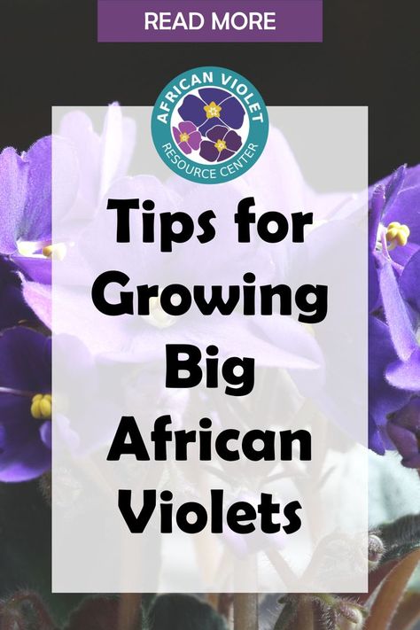 One of the most popular small and compact houseplants is the African Violet. If you have a small space that needs the touch of a beautiful plant, the African Violet might be a good choice for you. But just how big do African violets get? Let’s take a look at the average size of an African violet and how to care for them so they stay healthy and happy. We’ll also touch on some of the different African violet size categories. African Violet Care, African Violets Plants, Violet Plant, African Violet, Healthy And Happy, African Violets, Stay Healthy, Small Space, How To Stay Healthy